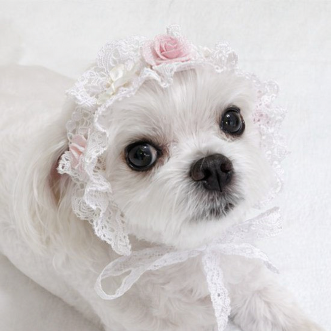 로즈 강아지 스카프 헤어밴드, 화이트, 1개