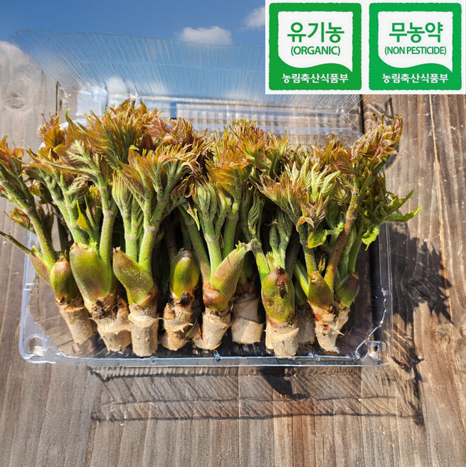 [봄의보약] 자연산 유기농 국산 참두릅 특품, 1박스, 1kg