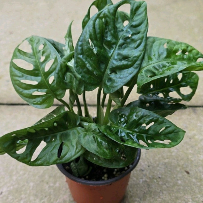 몬스테라 아단소니 소품 오블리쿠아 실내음지 공기정화식물 건돌이, 1개, 기본