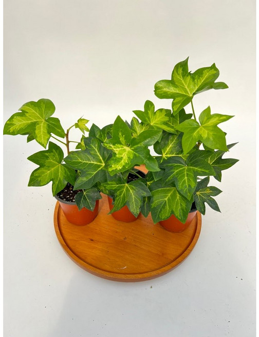 펫츠헤데라 아네미케 아이비 소품 x 3개 플랜테리어 제이팜