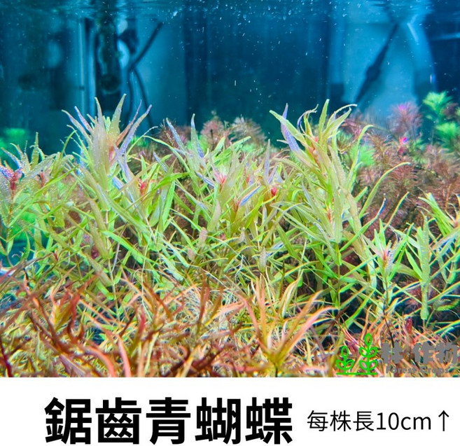 林作物 鋸齒青蝴蝶 水草 稀有水中葉 中後景 綠紅水草 每株10公分, 每份單1株