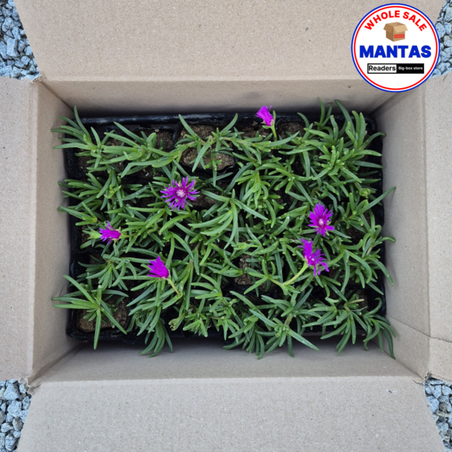 송엽국 3치 30개세트 노지월동 야생화 송엽국모종, 1개