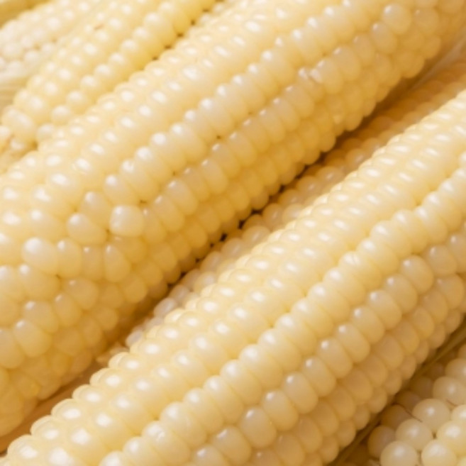 강원도 찰옥수수 삶은 옥수수 미백 냉동찰옥수수 국산 찐 옥수수 진공포장 냉동옥수수, 1박스, 미백옥수수 (15cm이상) 10개