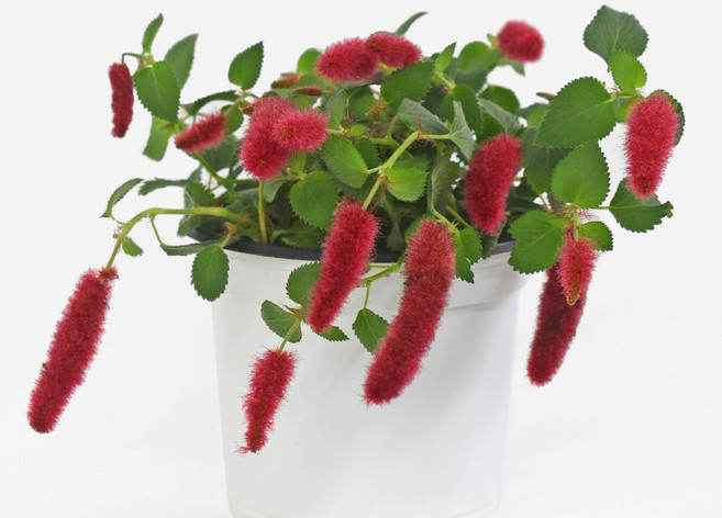 마이플랜트 붉은 여우꼬리풀 12호 섬사초 붉은줄나무, 1개, 단일