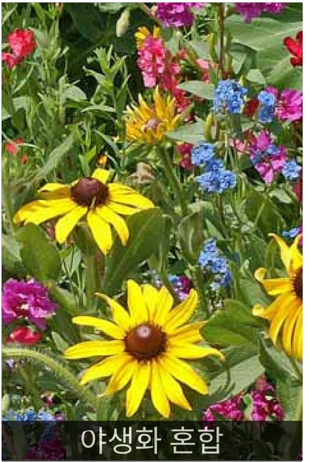가정용법면녹화 씨앗] 야생화 혼합 (혼합야생화) 100g, 1개