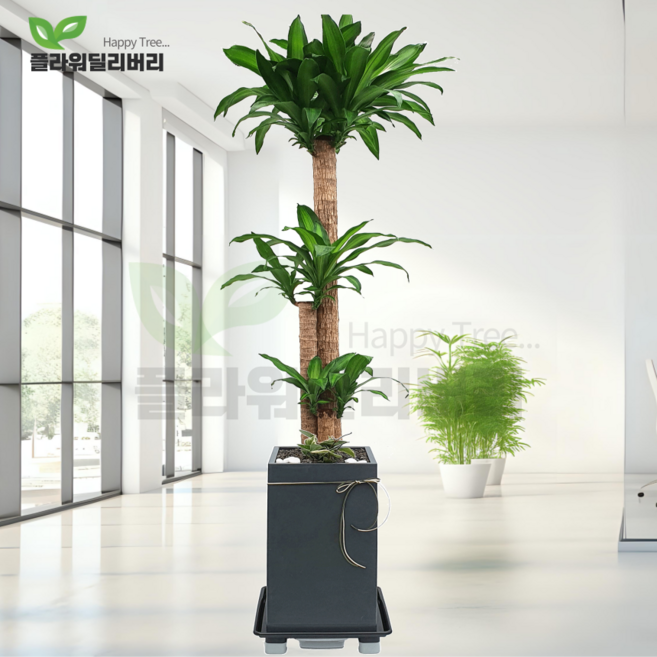 플라워딜리버리 고급개업화분 행운목 180CM 기념 병원개원당일배송 사무실 특대형 카페나무