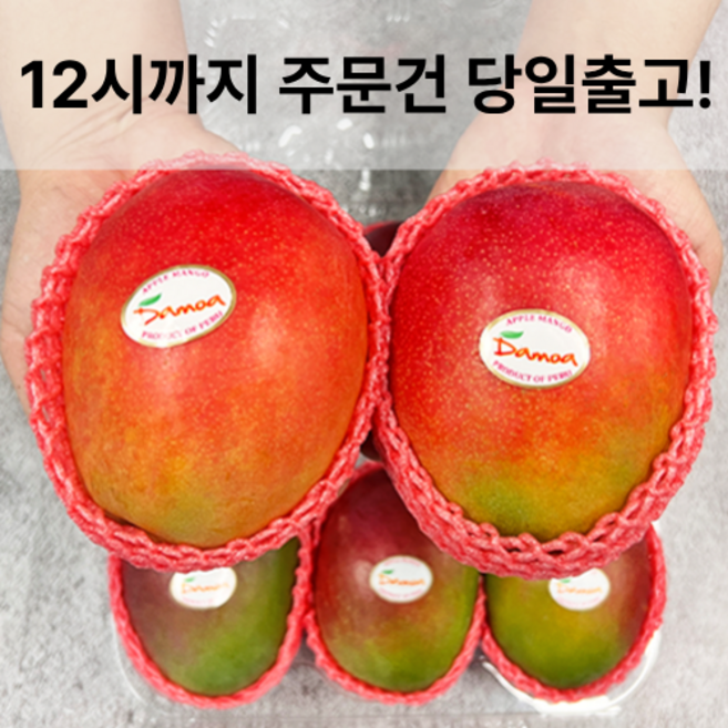 [망고성지] 항공직송 고당도 애플망고 선물세트 당도선별, 1박스, 항공직송 애플망고 6과 (2.4KG내외)