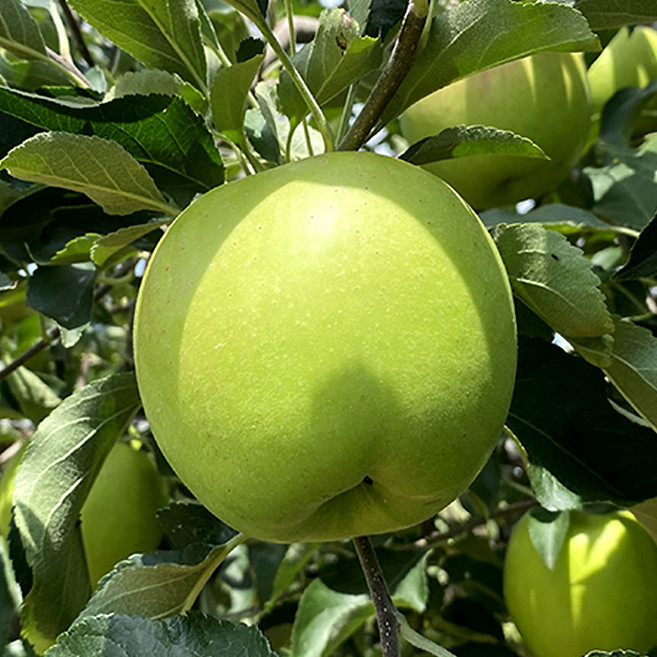 아삭달콤한 아오리 썸머킹 청사과 가정용, 1개, 10kg (소과)