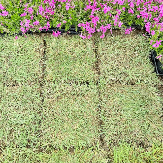 청년농부 천연잔디 30x30cm 정사각 36장 1평분량 정원잔디 마당 산소잔디