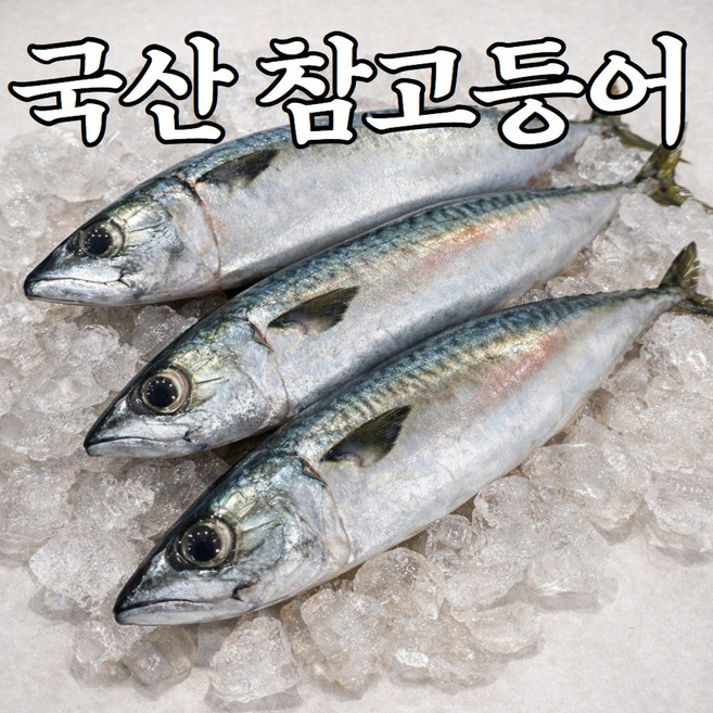 [오늘출발] 국내산 생물 급냉 참고등어, 1개, 4미 (1.6kg 내외)