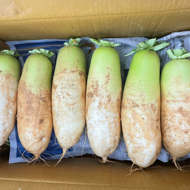 농장직송 햇무 국거리 조림용 무우 흙무 3kg 5kg 10kg, 1개, 햇무 10kg(6~9개)