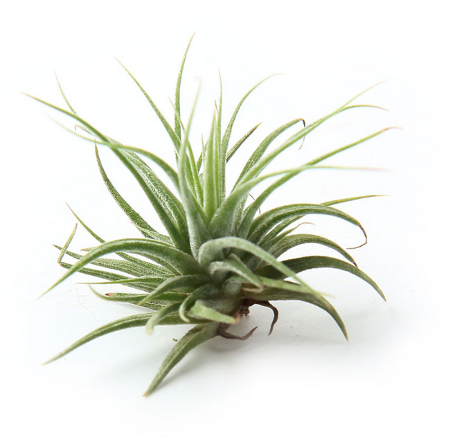 갑조네 이오난사 틸란드시아 소형, 4개