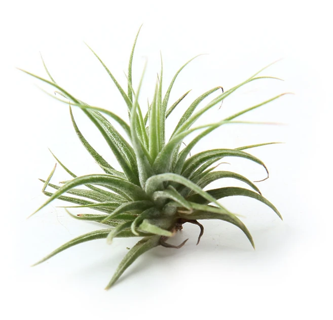 갑조네 이오난사 틸란드시아 소형, 2개 - 쿠팡