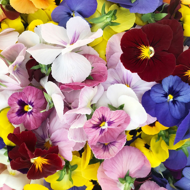 식용꽃 팬지 혼합 30송이 100송이