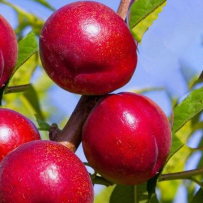 천도복숭아 (천홍) 접목 1년생 묘목 2그루 정원수 관상수 유실수 과실 묘목 복숭아나무 (나무야 나무야 원예), 2개, 천홍 천도복숭아 접목 1년 묘목