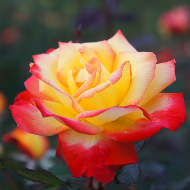 사계줄장미 사계넝쿨장미 유럽 독일 찰스톤 장미 나무 묘목, 줄장미 찰스톤 망포트묘, 1개