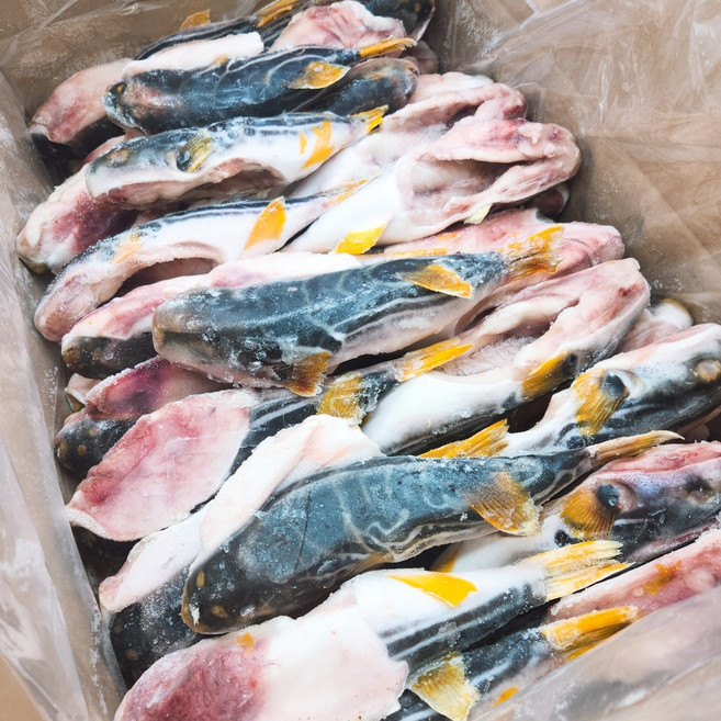 식당업소용 냉동복어(까치복) 15kg 박스 300-500사이즈 약45마리 깔끔손질유독제거, 1