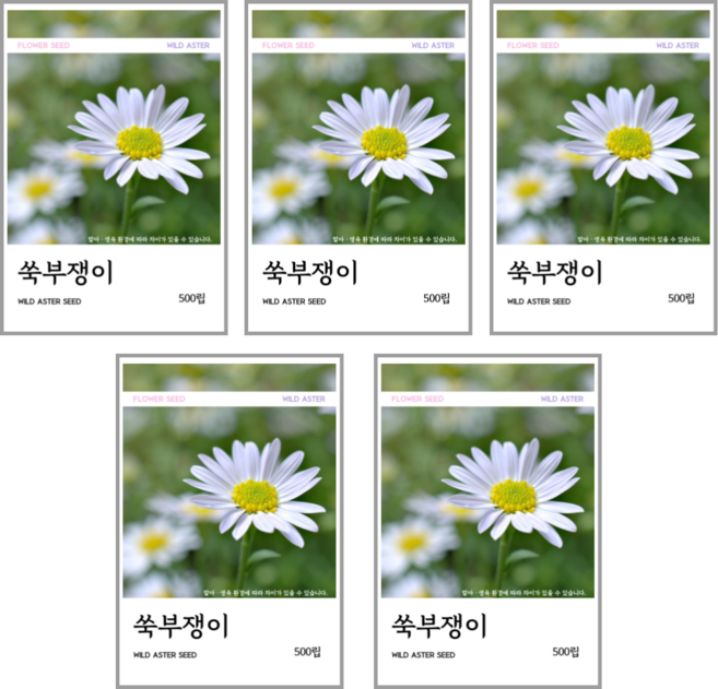 쑥부쟁이 씨앗 500립, 5개