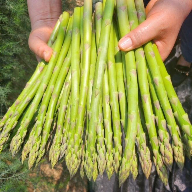 산지바로 아스파라거스 비품 실속형 1kg, 1박스