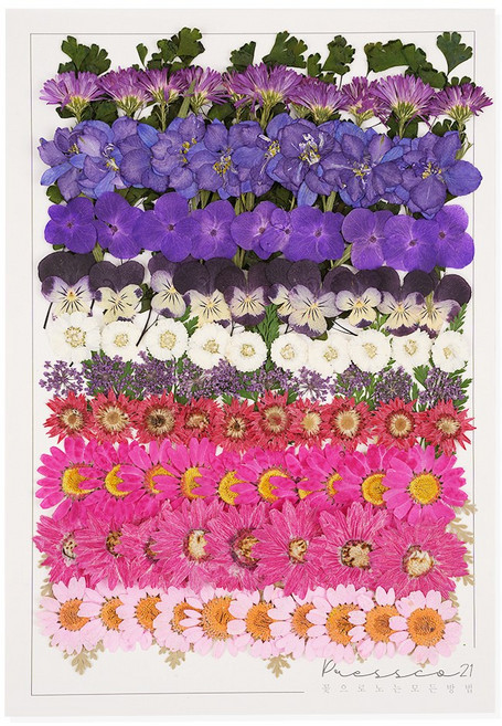 프레스코21 압화종합팩 대팩 508 대용량, 1개