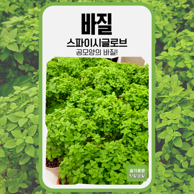 바실 스파이시글로브 100립/공모양의 바실, 1개