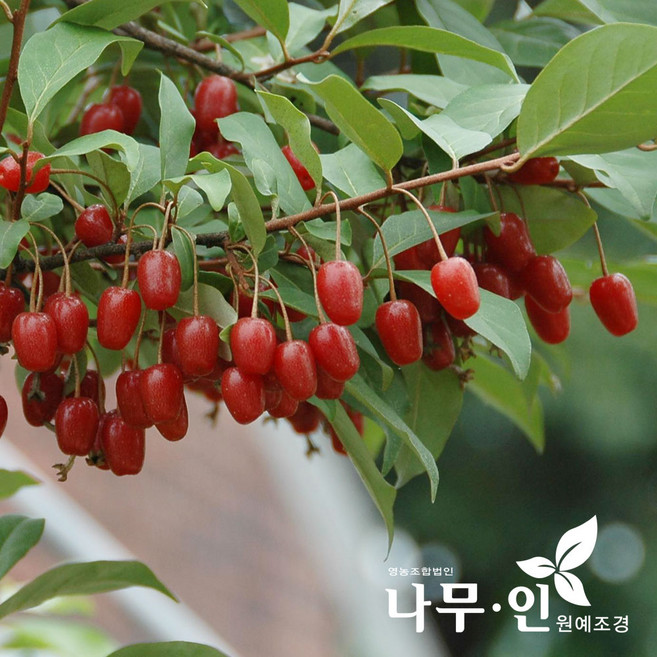 [나무인] 왕보리수 결실주 분뜨기 키1m 1개