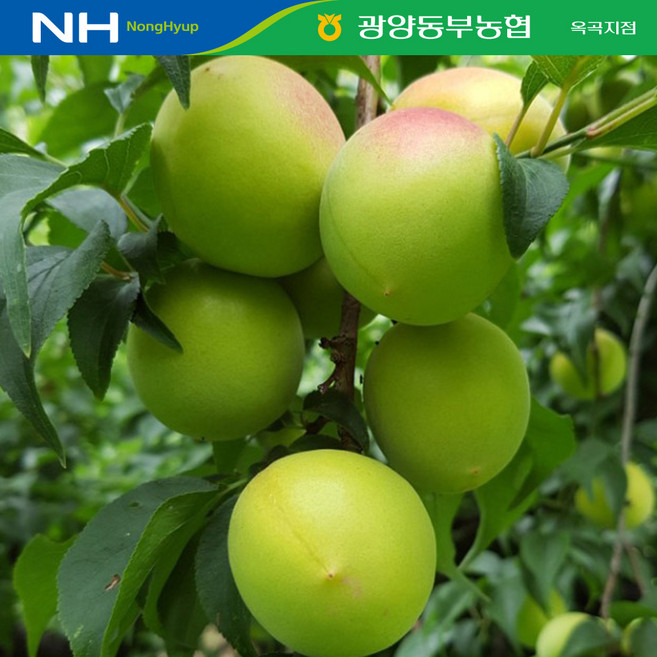 5위 - 농협직송 한정수량 광양매실 홍매실(남고매실), 1박스, 옥곡 남고매실 5kg(대/M)
