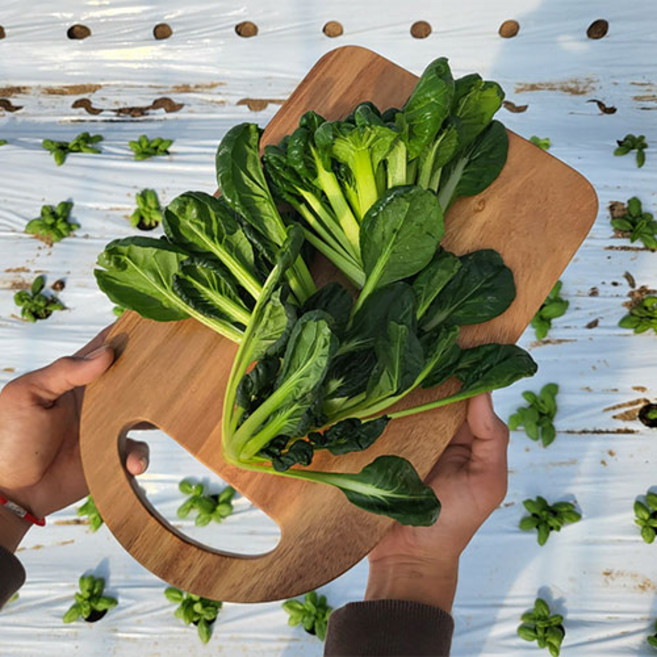 쉐프의정원 농장에서 바로 그린비타민 다채 2kg, 1