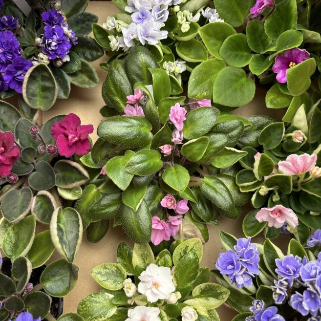 미니바이올렛 수입 바이올렛 꽃 나무 고급식물, 4개, 기본