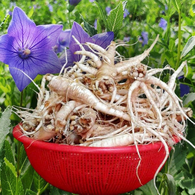 향토박이 6년근 약도라지 생도라지 흙 세척 장흥 장수촌 도라지, 1박스, 3kg