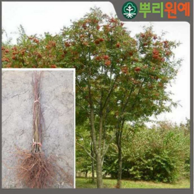 마가목 마가목나무 마가목나무묘목 s26