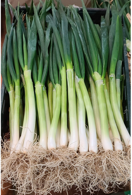 국내산 진도 대파 노지흙대파, 1세트, 3kg