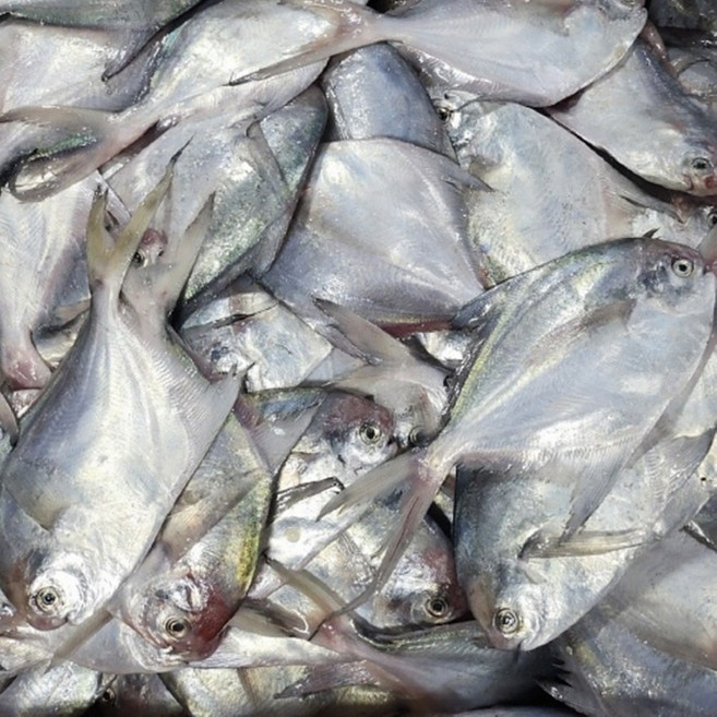 국내산 급냉 선동 병어, 1박스, 2kg