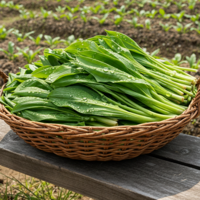 [끝장특가] 신선가득 산마늘 국내산 생 명이나물 대명이, 1박스, 500g