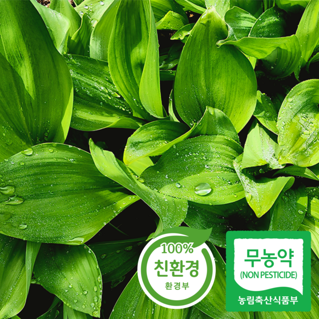 [산지직송] 울릉종 생 잎 명이나물 산마늘, 1박스, 1kg