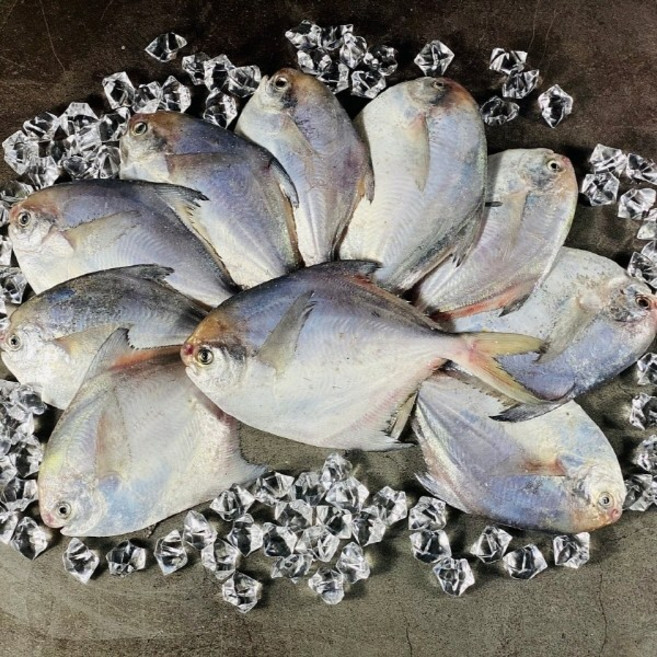 국내산 횟감 생물 병어 1kg 세꼬시 병어회, 1개