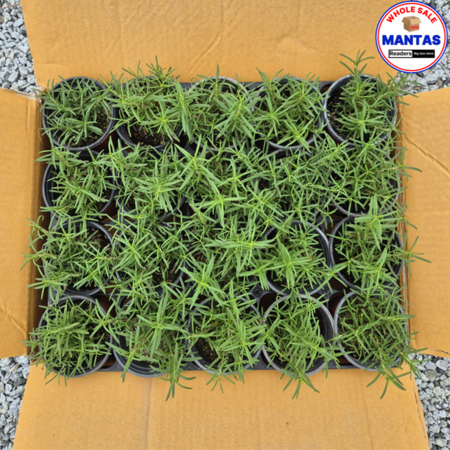 로즈마리 20개세트 로즈메리 허브 로즈마리허브, 1개