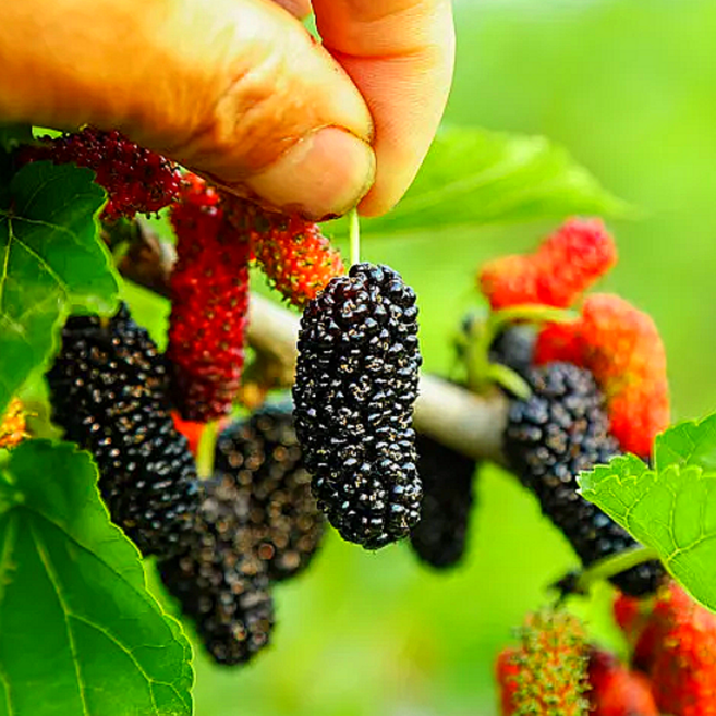 [25년고창특상품] 최상급오디 생과급냉 산지직송 과상2호 오디, 1세트, 1kg(트레이_특품)