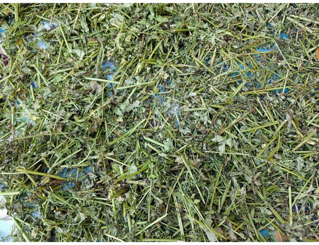 귀침초 도깨비바늘 자연산 국산 도깨비풀 오리지널 건제 생제도판매중, 1개