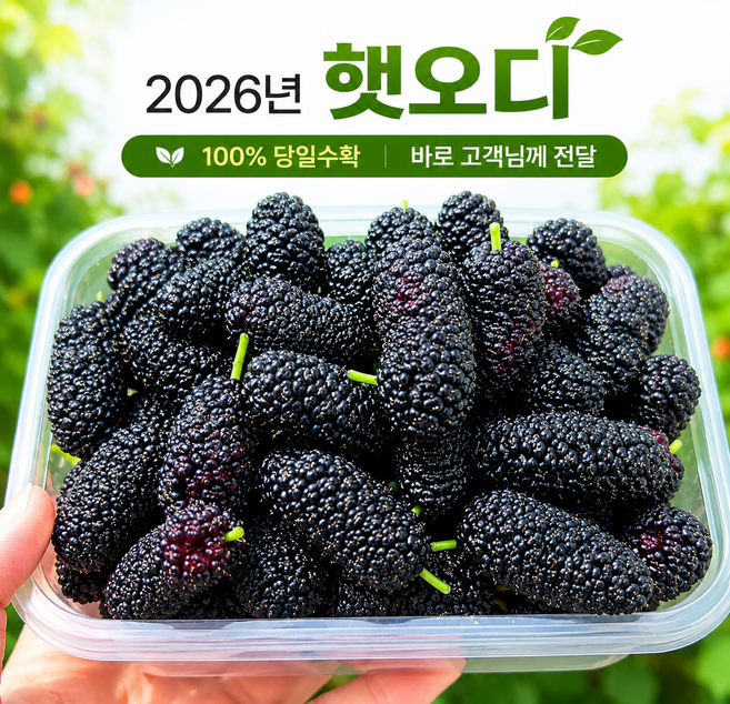 [씻지말고바로드세요!!] 100%당일수확 세척완료 국내산 오디, 1박스, 1Kg