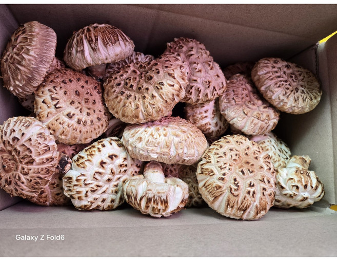 장흥 생표고버섯, 1박스, 2kg