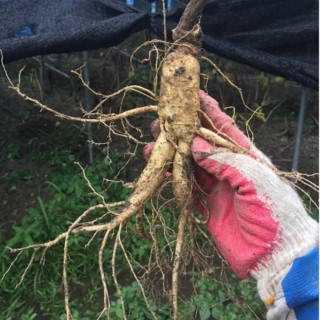 향이 깊은 성민이네인삼 6년근, 1kg(30g이상 30개내외), 1개