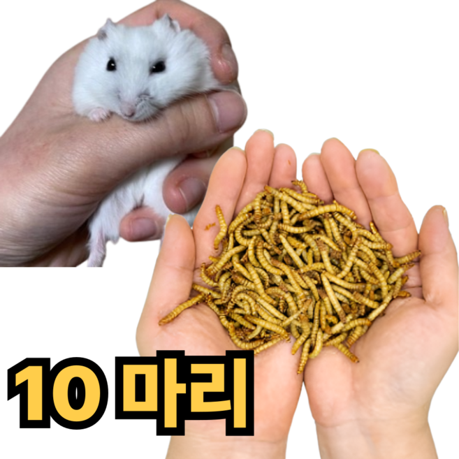 살아있는 밀웜 10마리 햄스터 고슴도치 간식 먹이 소동물 파충류 도마뱀, 1개, 1g