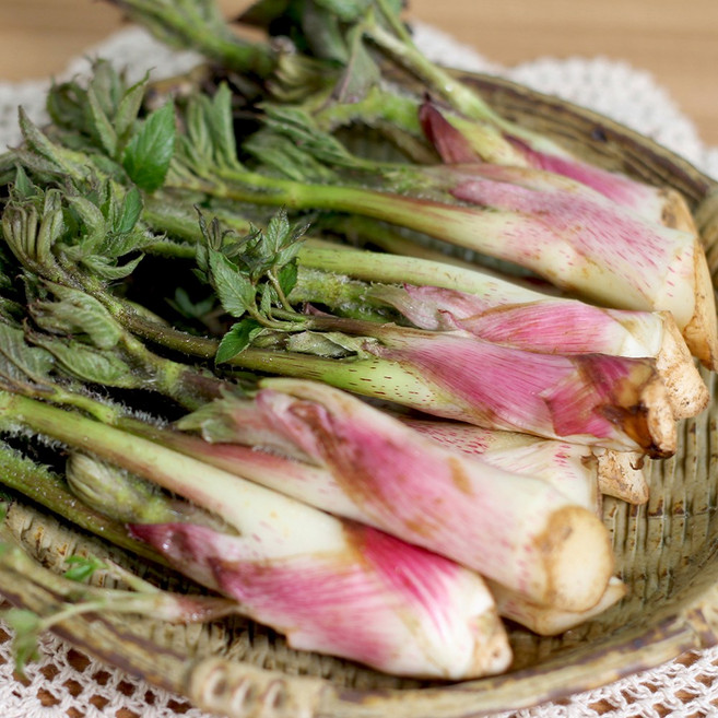 해풍맞은 남해 햇 노지 땅두릅 독활 500g 1kg