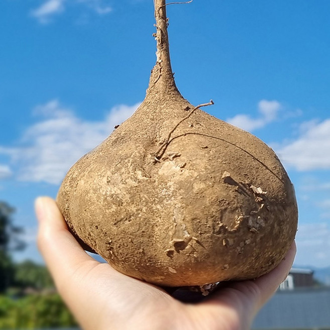 멕시코 감자 히카마 얌빈, 1개, 히카마 3kg