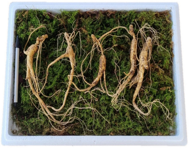 먹산삼 강원도 파지삼 13~17년근 산삼 장뇌삼, 1개, 3. 15년근 5뿌리