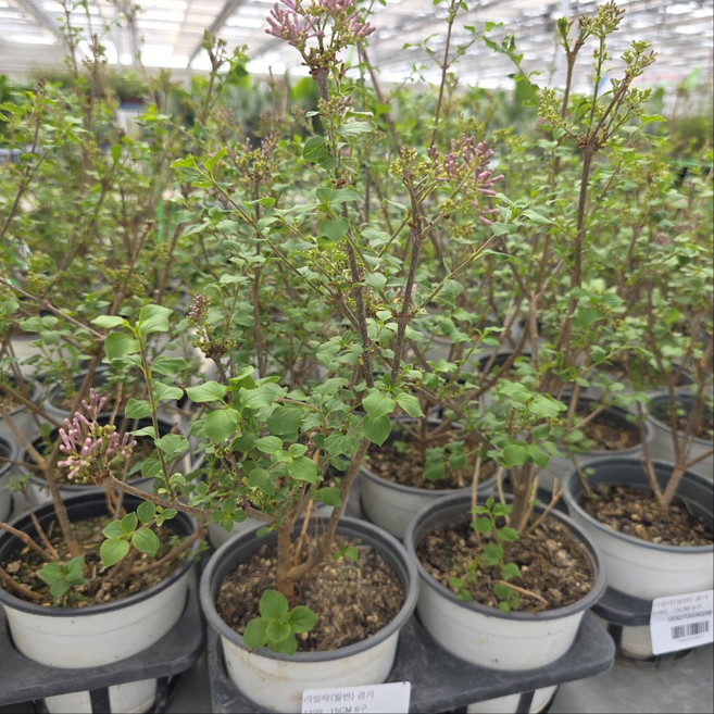 미스김라일락 중품 노지월동 야생화 남서울식물원, 1개, 단일