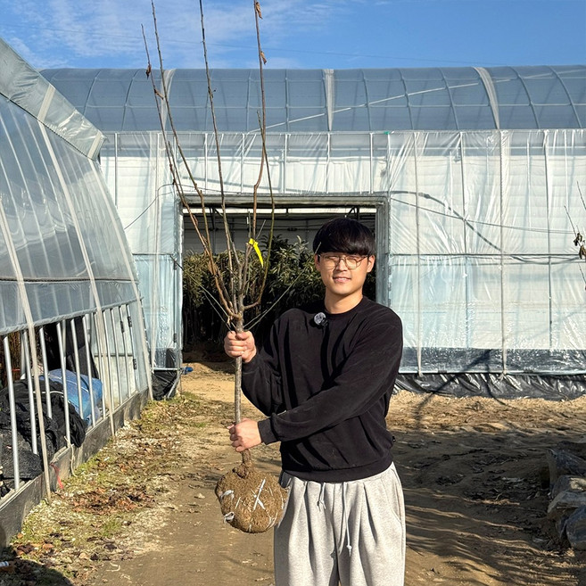 설중매 매화나무 묘목 3년생 개화주 꽃나무 정원수 홍매화, 1개, 설중매 3년생 포트묘