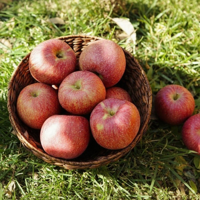 [길상굿팜즈] 경북 햇 부사 주스용 못난이 흠과, 1박스, 3kg내외