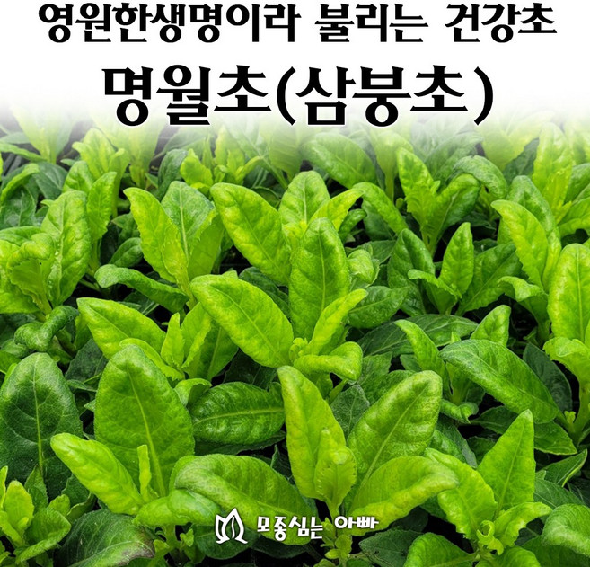 [모종심는아빠] 영원한생명이라 불리는 건강초 명월초 삼봉초 당뇨초 모종, 1개, 모종